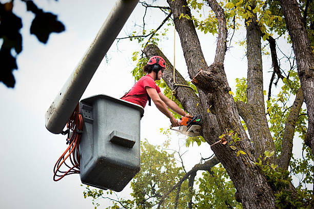 Trusted Holualoa, HI Tree Service Experts